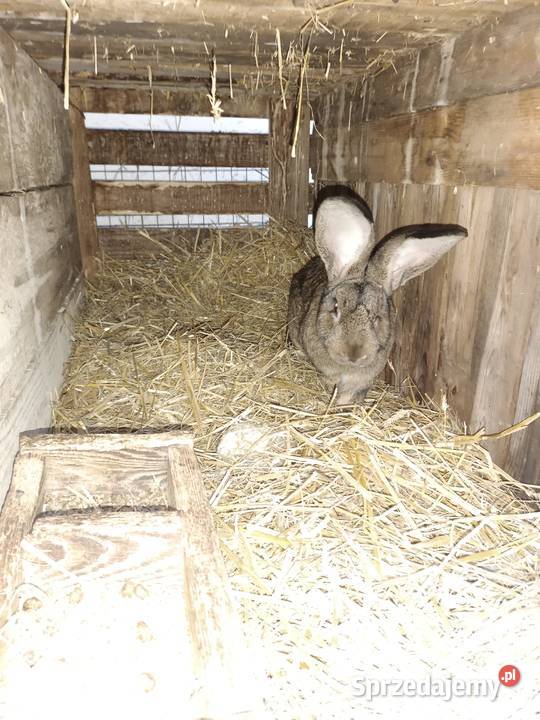 Sprzedam króliki Pozostałe mazowieckie sprzedam