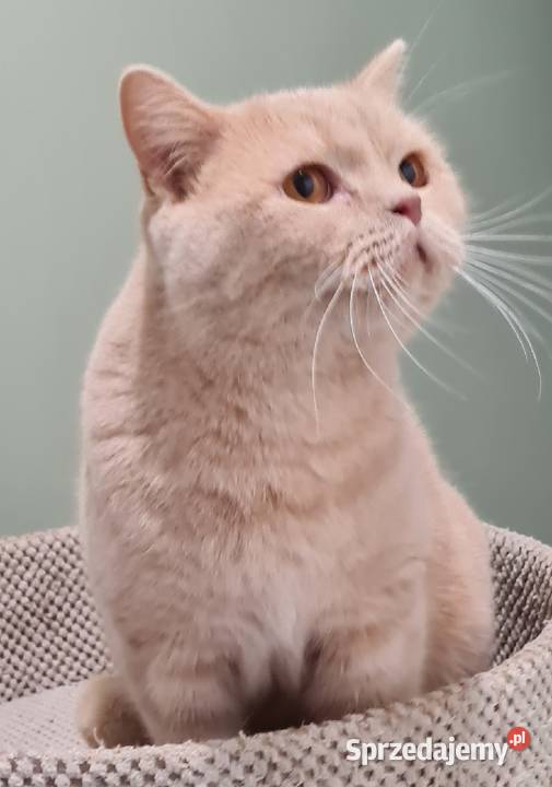 Kocur brytyjski kremowy Wierzyce