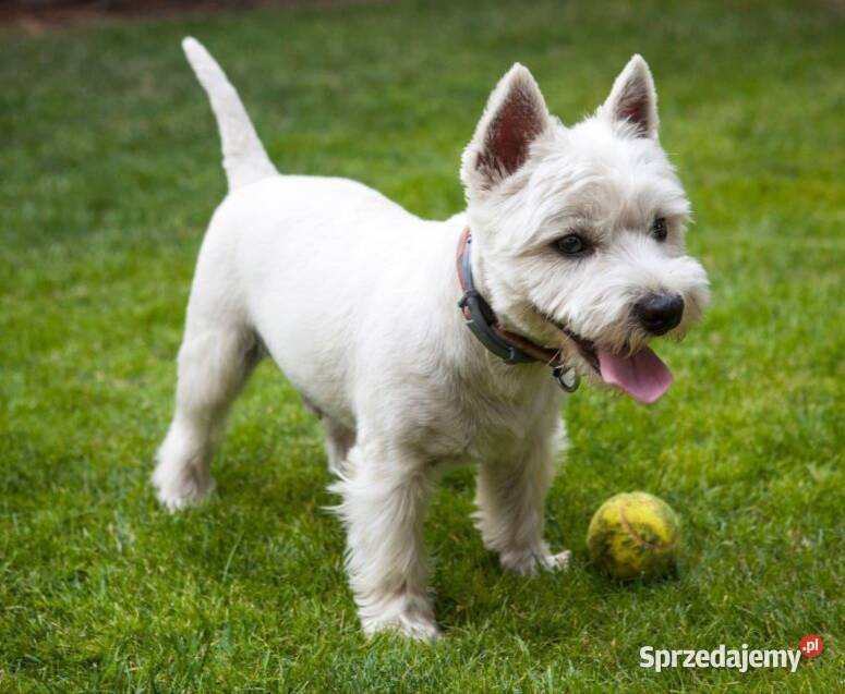 west highland white terrier szczeniak Dębica sprzedam