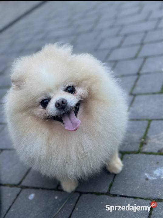 Szpic miniaturowy Pomeranian samiec ADOPCJA sprzedam