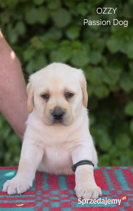 Labrador retriever biszkoptowe szczenięta FCI Chotów