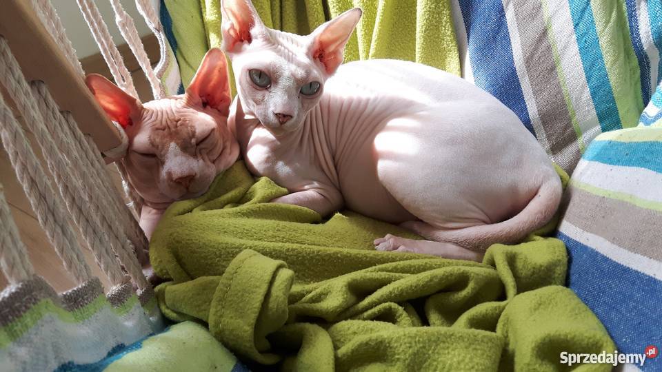 sprzedam kotka rasy sfinks kanadyjski Rzeszów