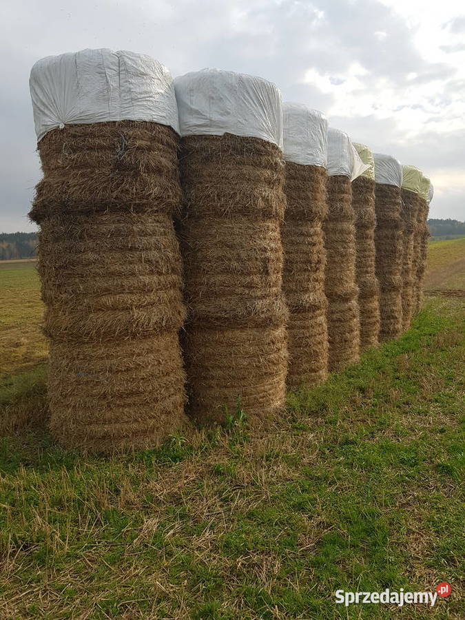 Sprzedam bele słomy 120 i 20 siana Bobrowniki