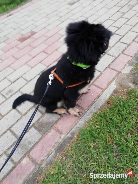 Piesek Tobi Łańcut