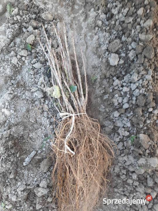 Porzeczka czerwona czarna Puławy