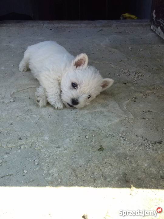 west highland whaite terrierszczeniak piesek Wrocław