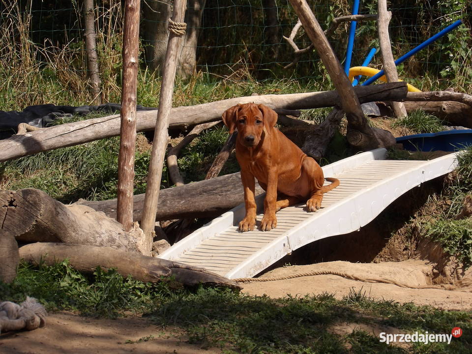 Szkolenie Szczenięta Rhodesian Ridgeback ZKwPFCI Zwierzęta małopolskie