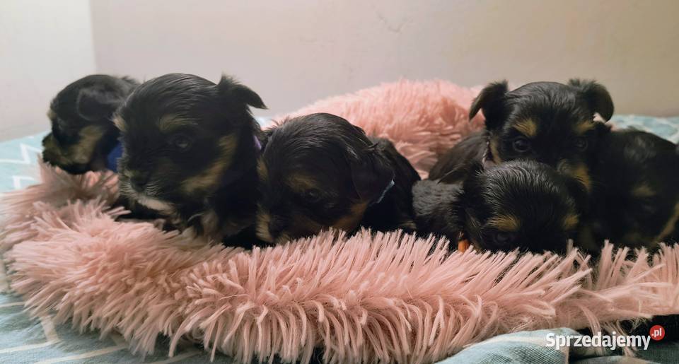 Yorkshire terrier York Zwierzęta Siedlec Duży