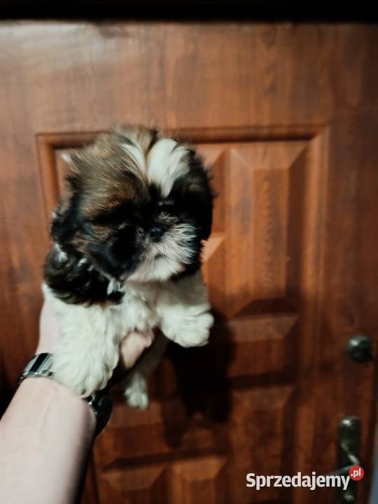 Shih tzu Godziesze Małe sprzedam