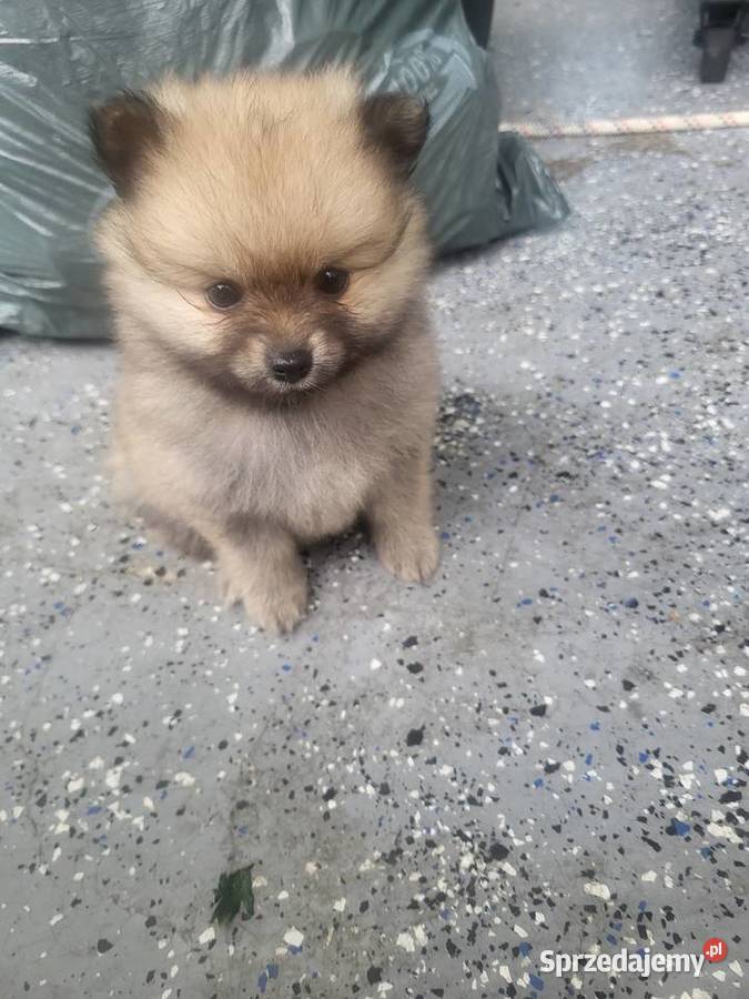 Szpic miniaturowy pomeranian dziewczynka Szpic miniaturowy Piaseczno