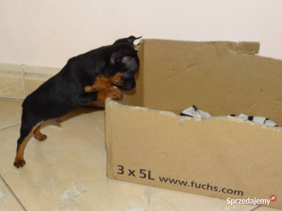 Ratlerek miniaturka piesek 8 tygodni