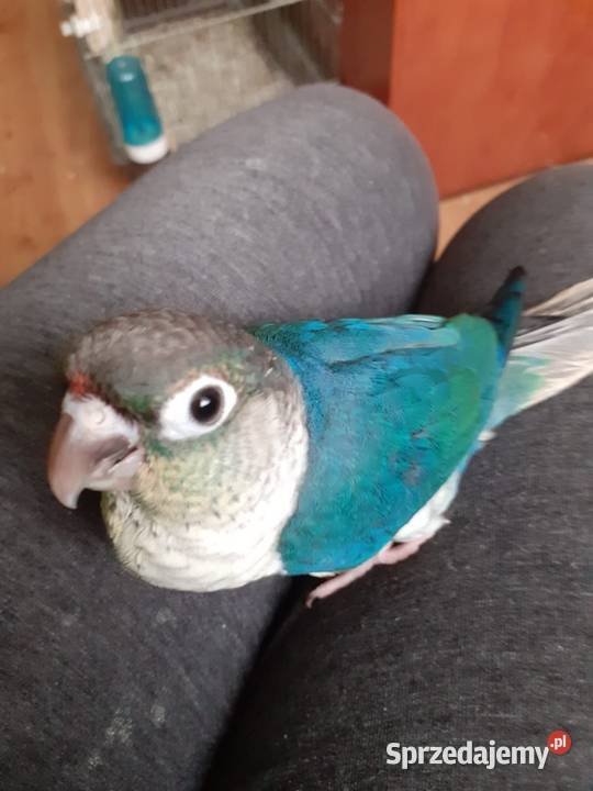 Papugi rudosterki ręcznie karmione Tychy sprzedam