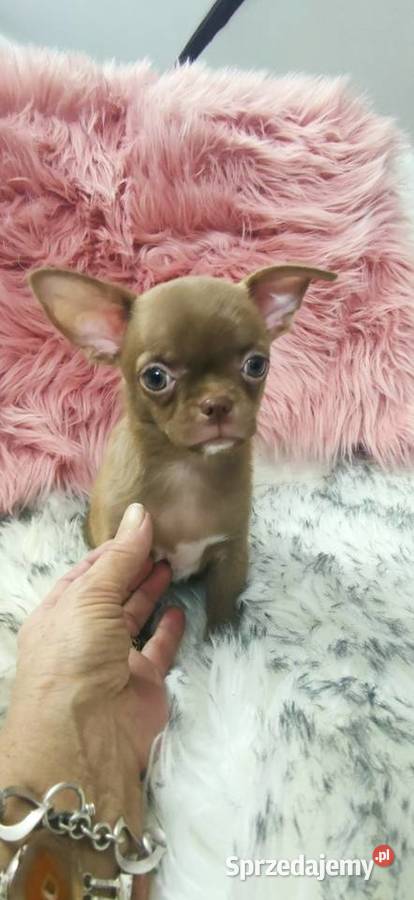 Gotowy Do Odbioru Piękny Chłopczyk Chihuahua Chihuahua Ciszkowo