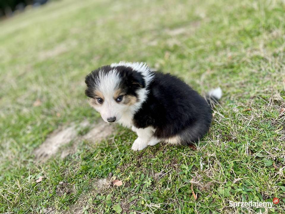 Border Collie suczka 2 Ostrowiec Świętokrzyski