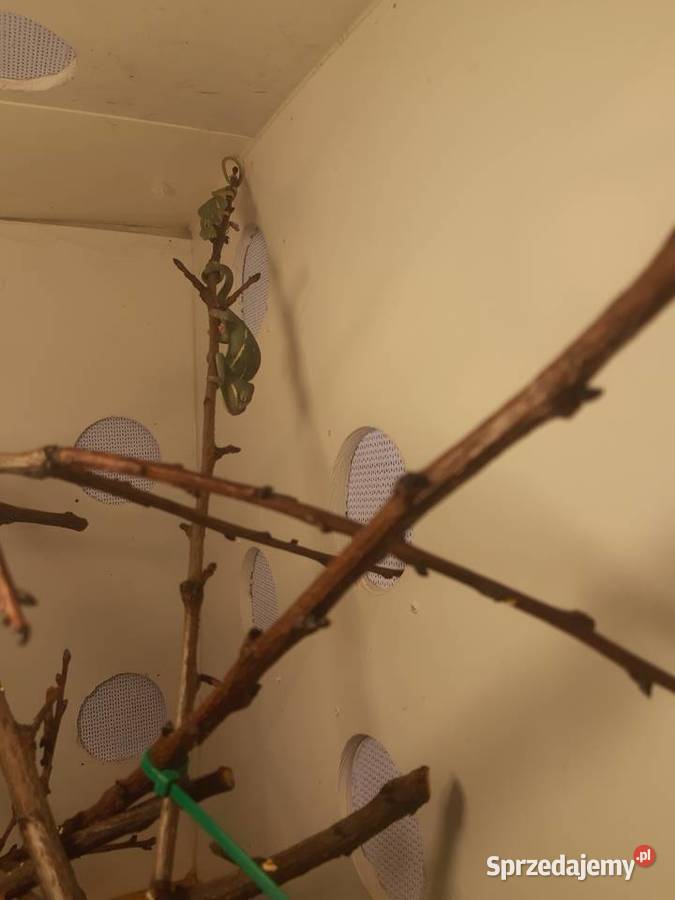 Kameleony jemeńskie Chorzów