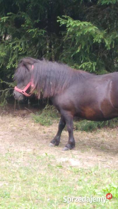 Sprzedam Klacz Kucyka Suwałki sprzedam