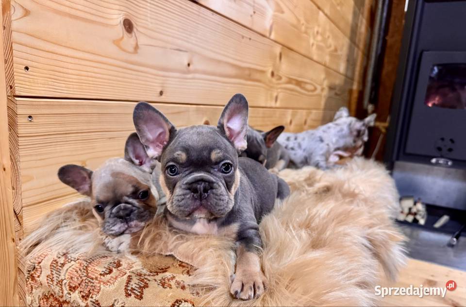 Buldog francuski Komańcza