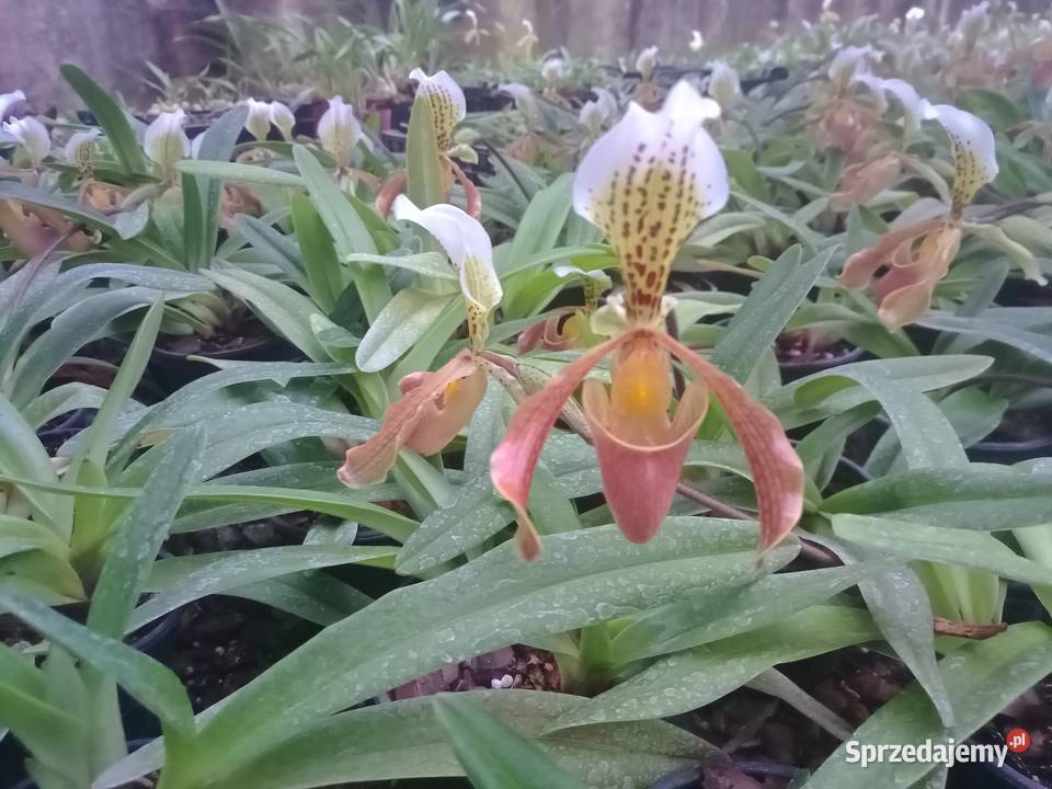 Rośliny storczyki cięte doniczka Warszawa
