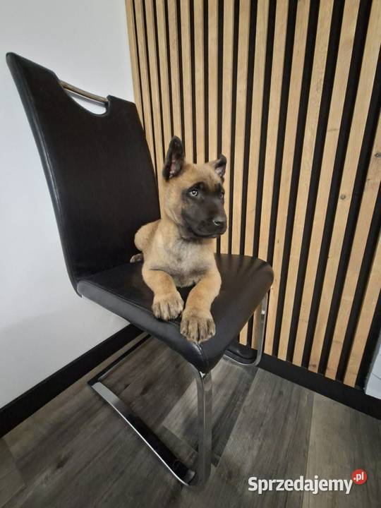 Owczarek Belgijski Malinois Szczeniaki Częstochowa