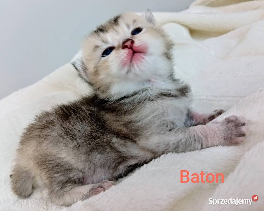 Cudowne Kocie Maleństwa Szkockie Szynszyle Katowice