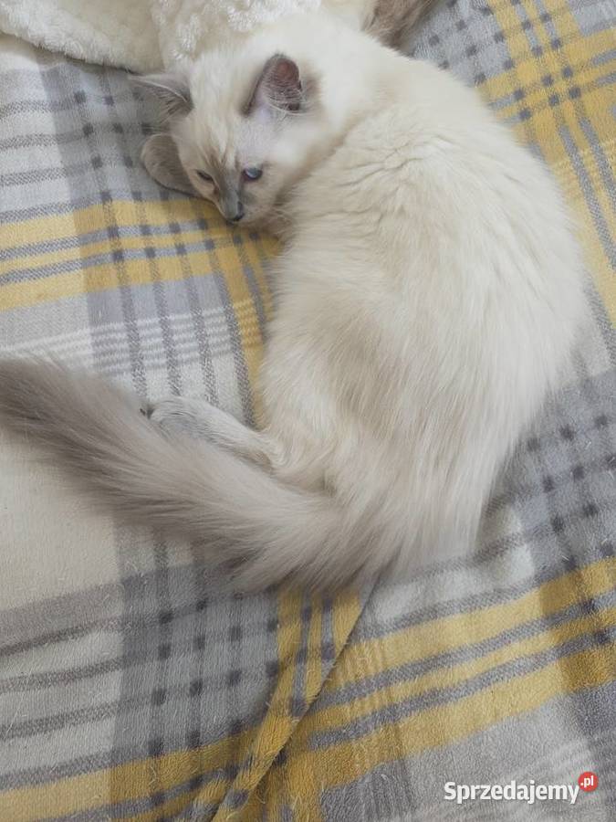 Kotka Ragdoll Kraków