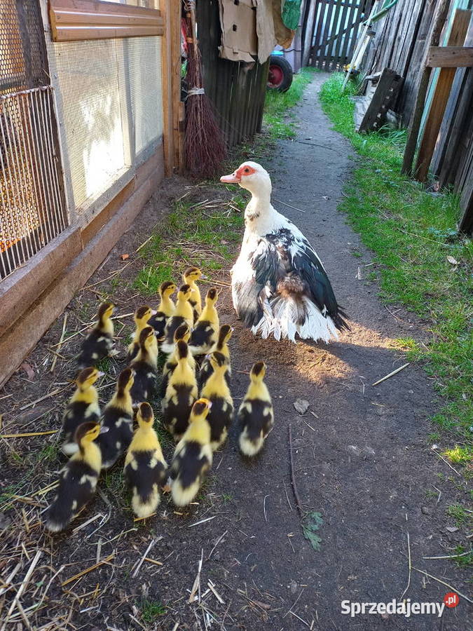 Kaczki francuskie Rolnictwo