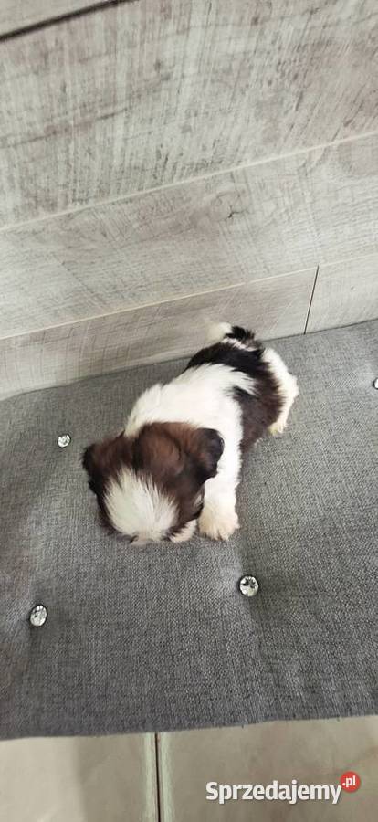 Shih Tzu pieski I suczka Przysucha