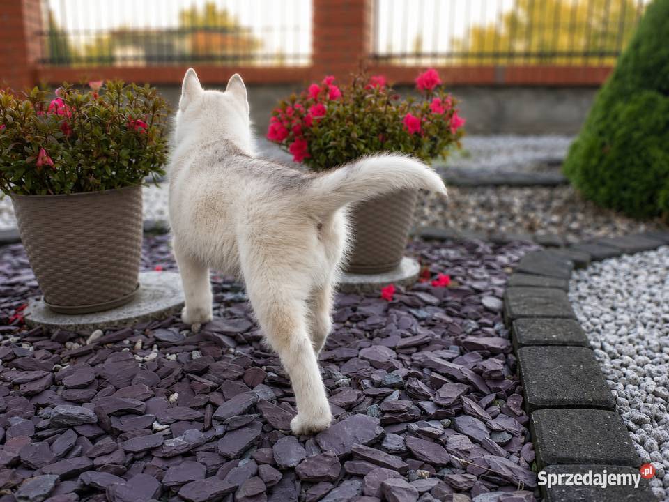 Siberian husky boy sprzedam