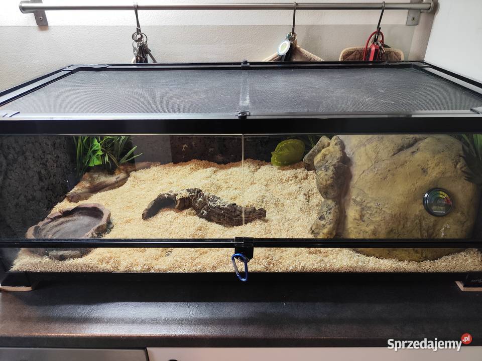 Pyton z terrarium mazowieckie Pruszków sprzedam
