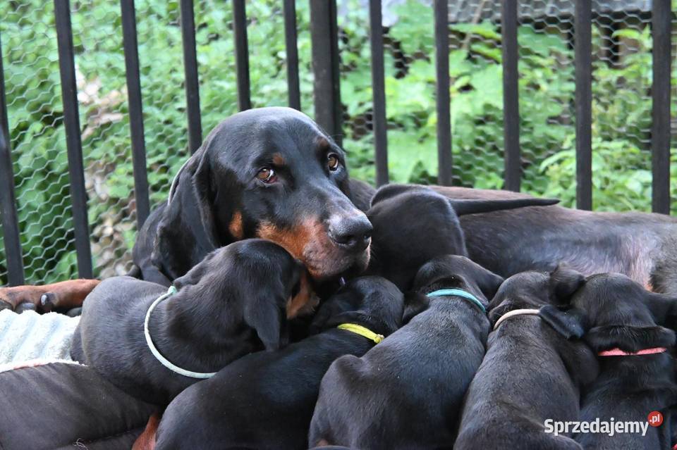 Sprzedam Gończy Polski Szczeniaki Pozostałe Małe Ciche