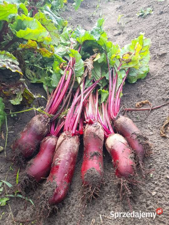Sprzedam buraczki ćwikłowe Kurzejewo