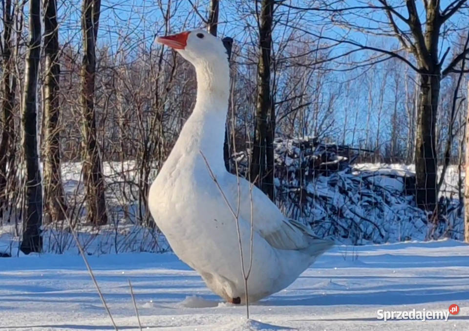 Gęsi Gęś Novohradska zarodowe 1 gąsior 2 gąski podkarpackie Iwonicz