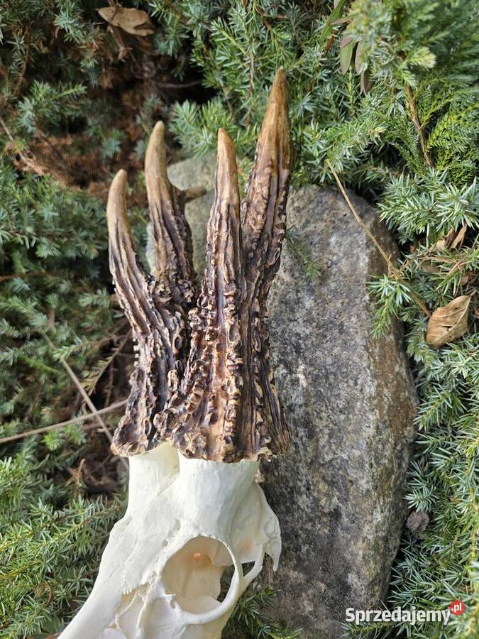 AKTUALNY VCE REKORD ŚWIATA 2006r DORSET CIC Orzesze