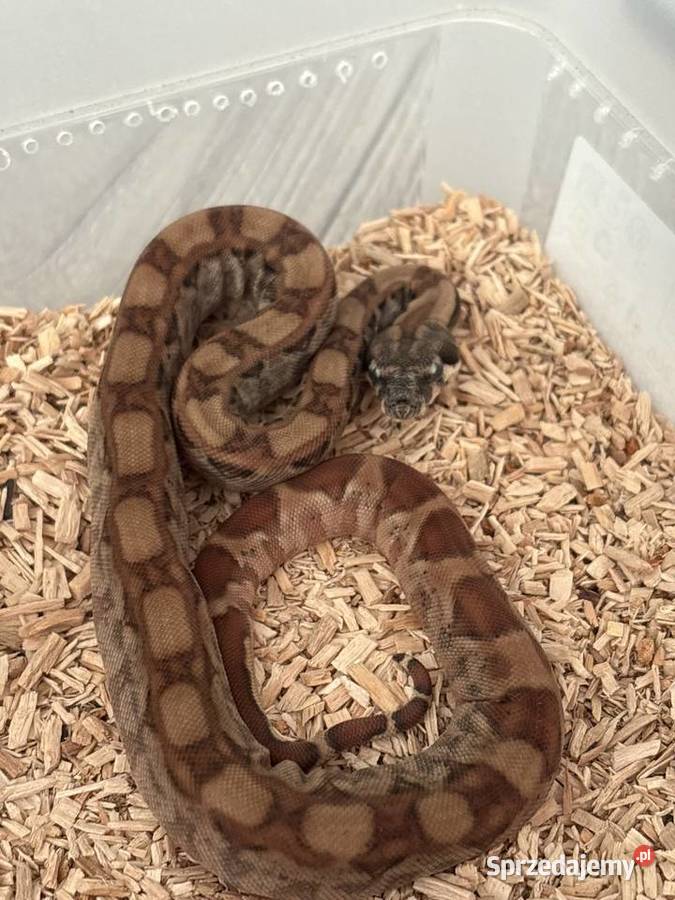 Pytony boa Sulejówek