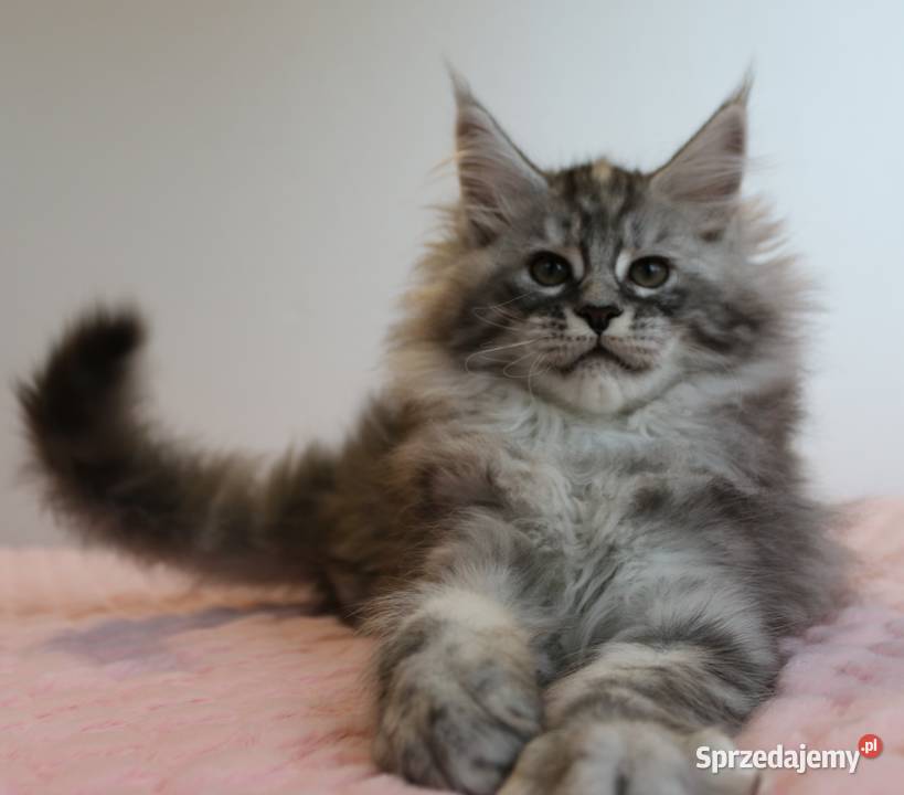 Śliczna puszysta koteczka maine coon