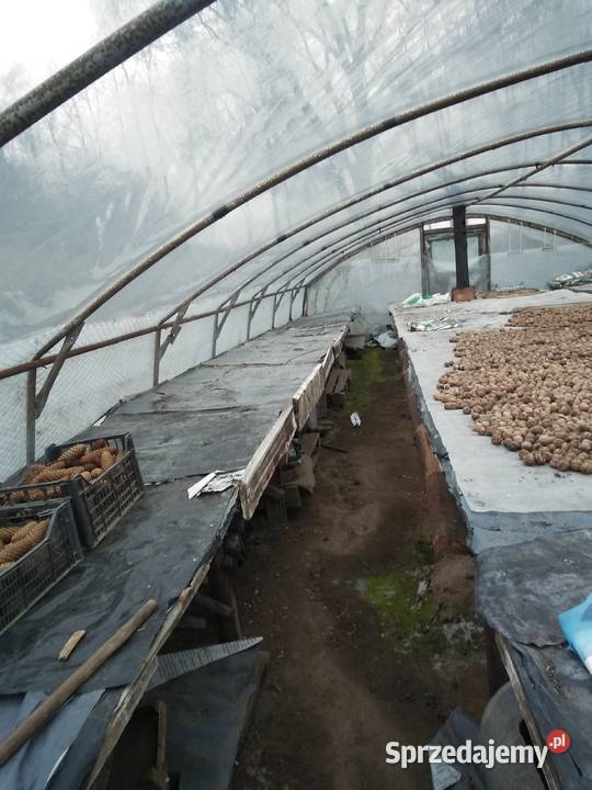 Tunel Foliowy Cieplarka Rozsadnik Wymysłów sprzedam