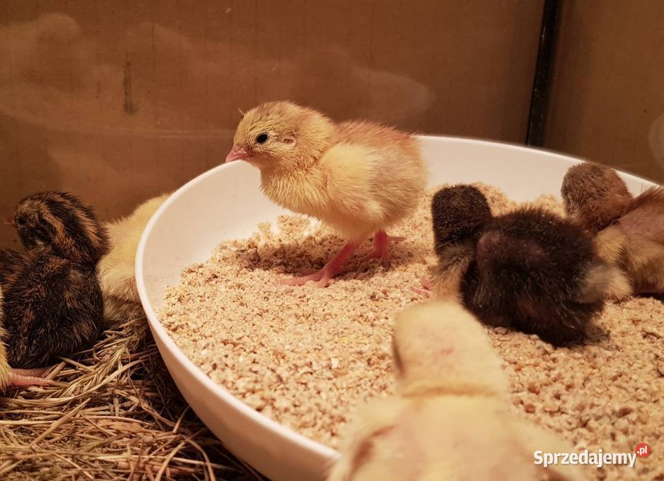 Przepiórki chińskie Skierniewice