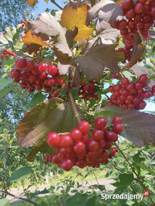 Kalina Koralowa Zbiór 2025r viburnum opulus Jasło