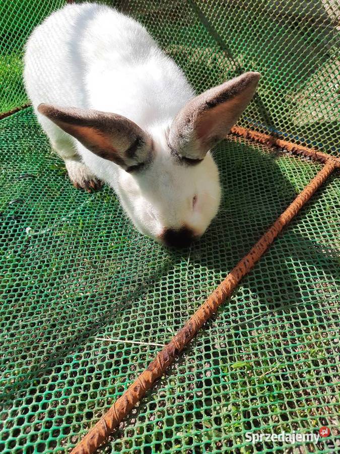 Samce 10 miesiecy Stare Podole