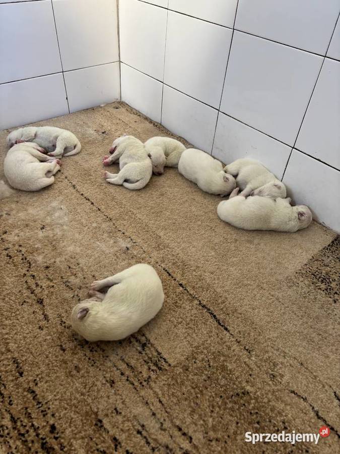 Szczenięta Samoyed łódzkie Pabianice sprzedam