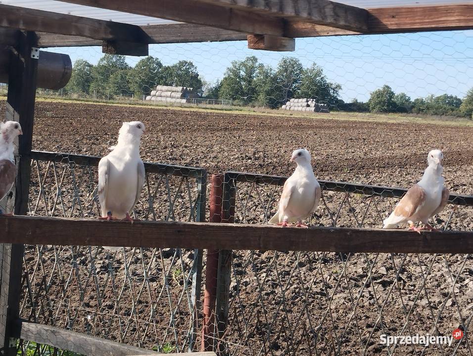 MEWKI para wysyłam Głogów