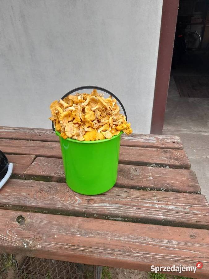 Kurki grzyby sprzedam