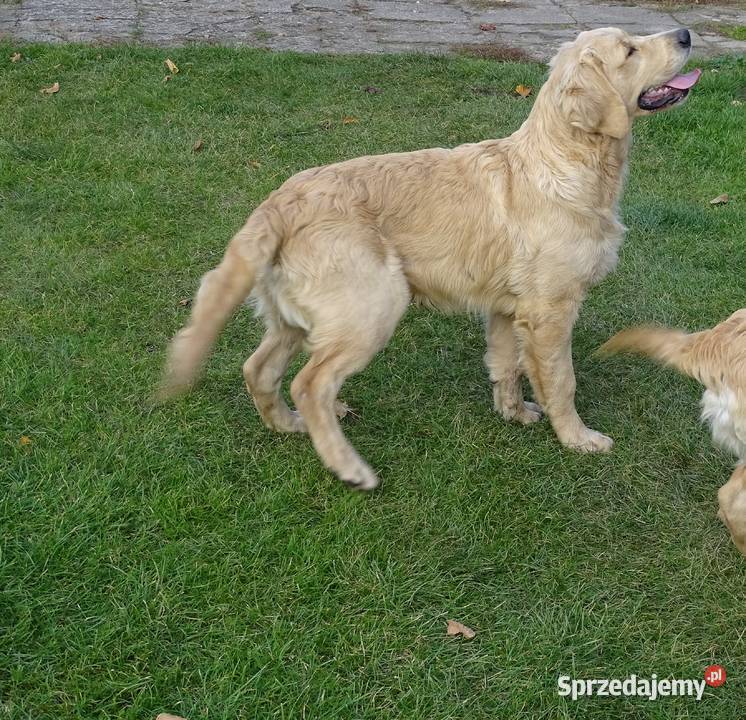 Golden retriever 6 miesięczne Przysucha