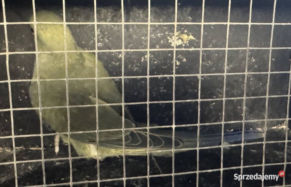 Papugi Aleksandretty obrożne opalin go para Ptaki Stęszew