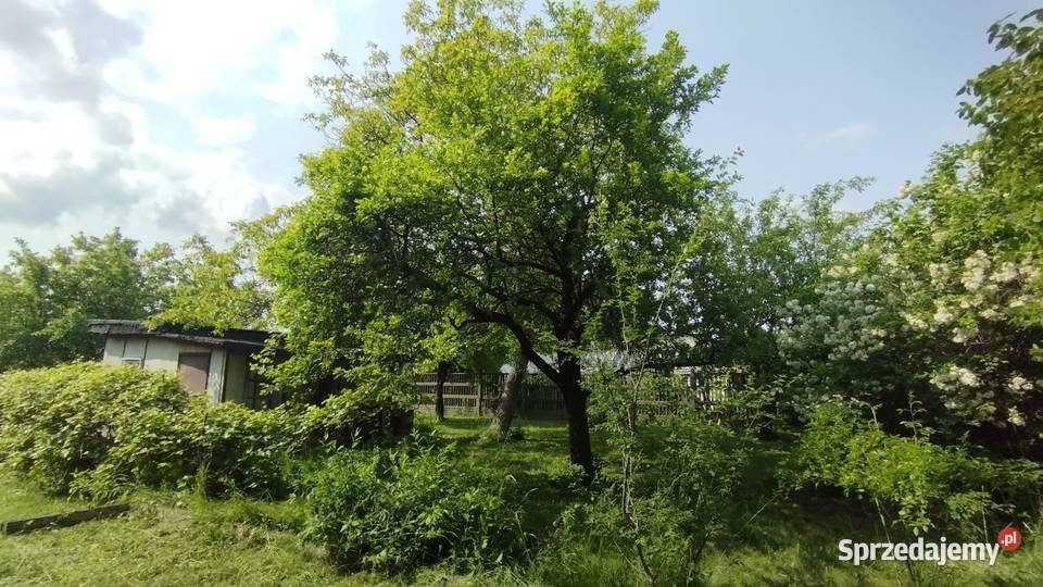 Działka ROD Łódź Dąbrowa Sprzedaż