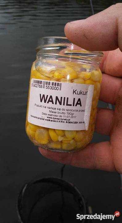 Robaki fifis rosówka pinka kukurydza robak biały Białogard