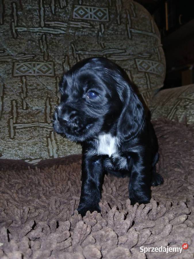 Śliczne Szczenięta Cocker Spaniel Angielski Sieradz sprzedam