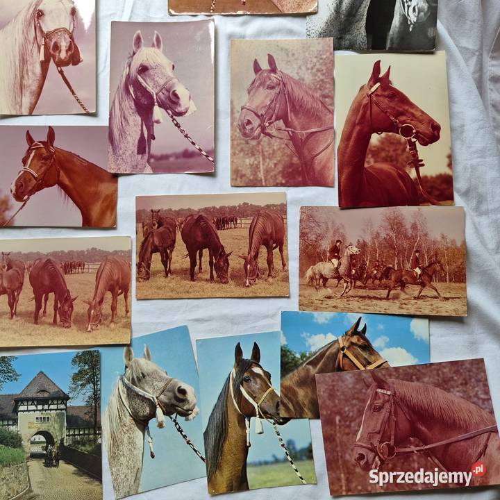 Kartki pocztowe 29 PRL Konie Arabskie Janów Brzesko