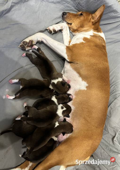 Szczenięta Basenji FCI Piotrków Kujawski