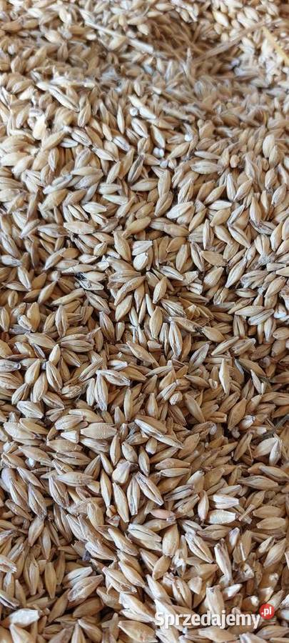 Sprzedam owies jeczmien jary i pszenice Małec